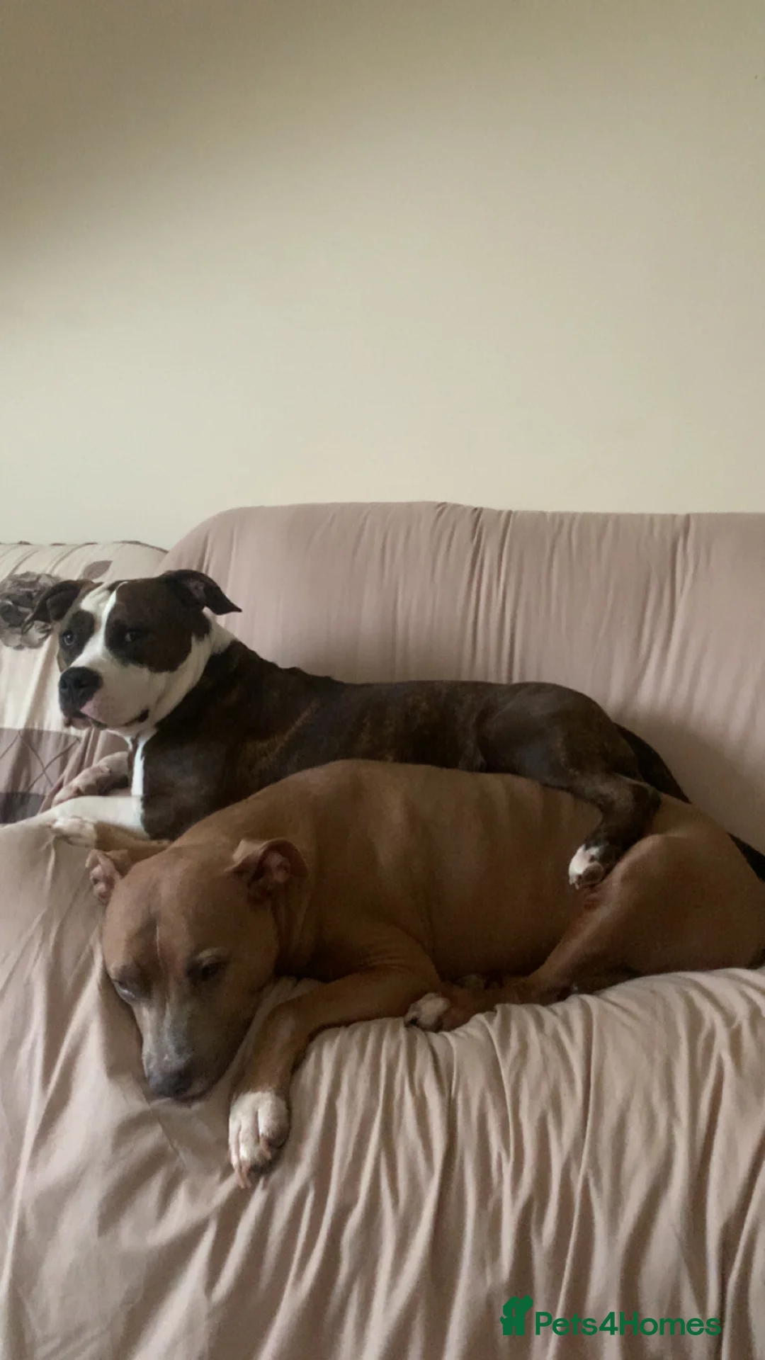 Mixed Breed dogs for sale: 4 year old Skye - Advert 3