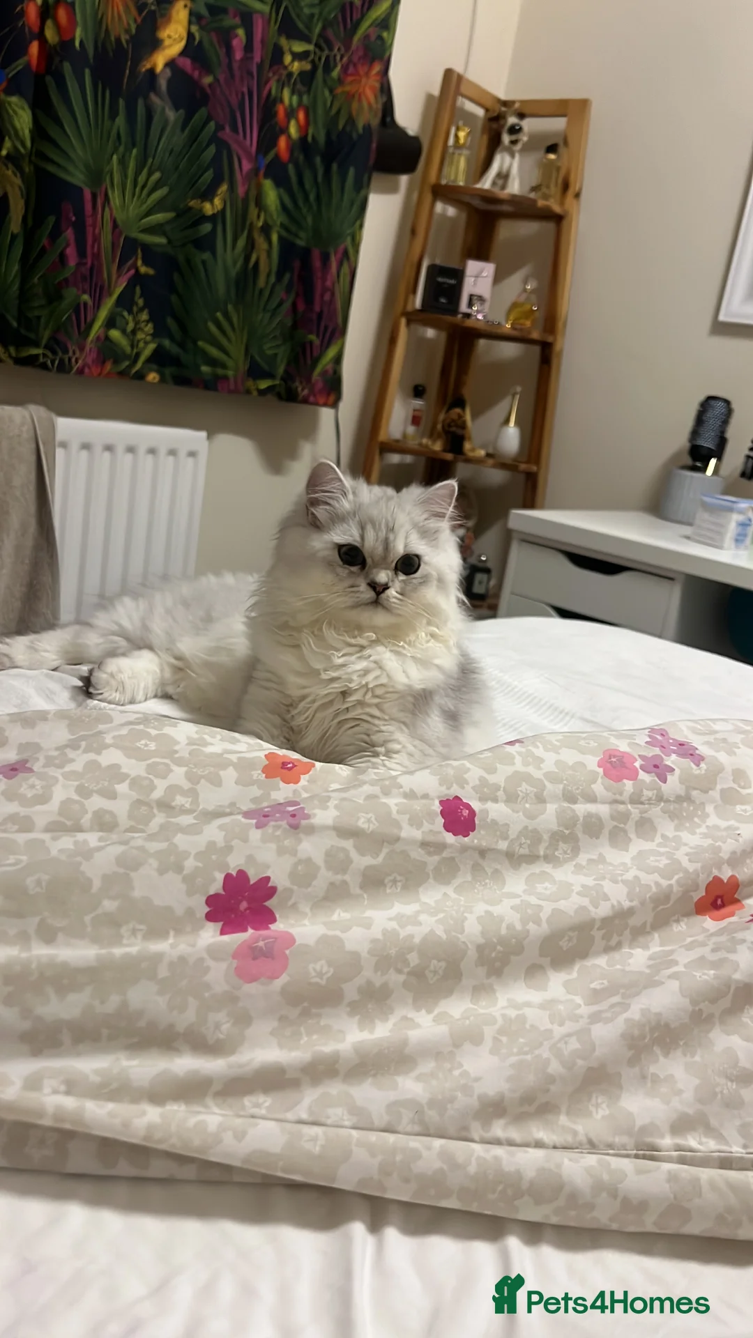 Persian cats for sale: Kitty - Advert 5