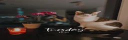 Mixed Breed cats for sale: Distinguished Young Gentleman  - Advert 3