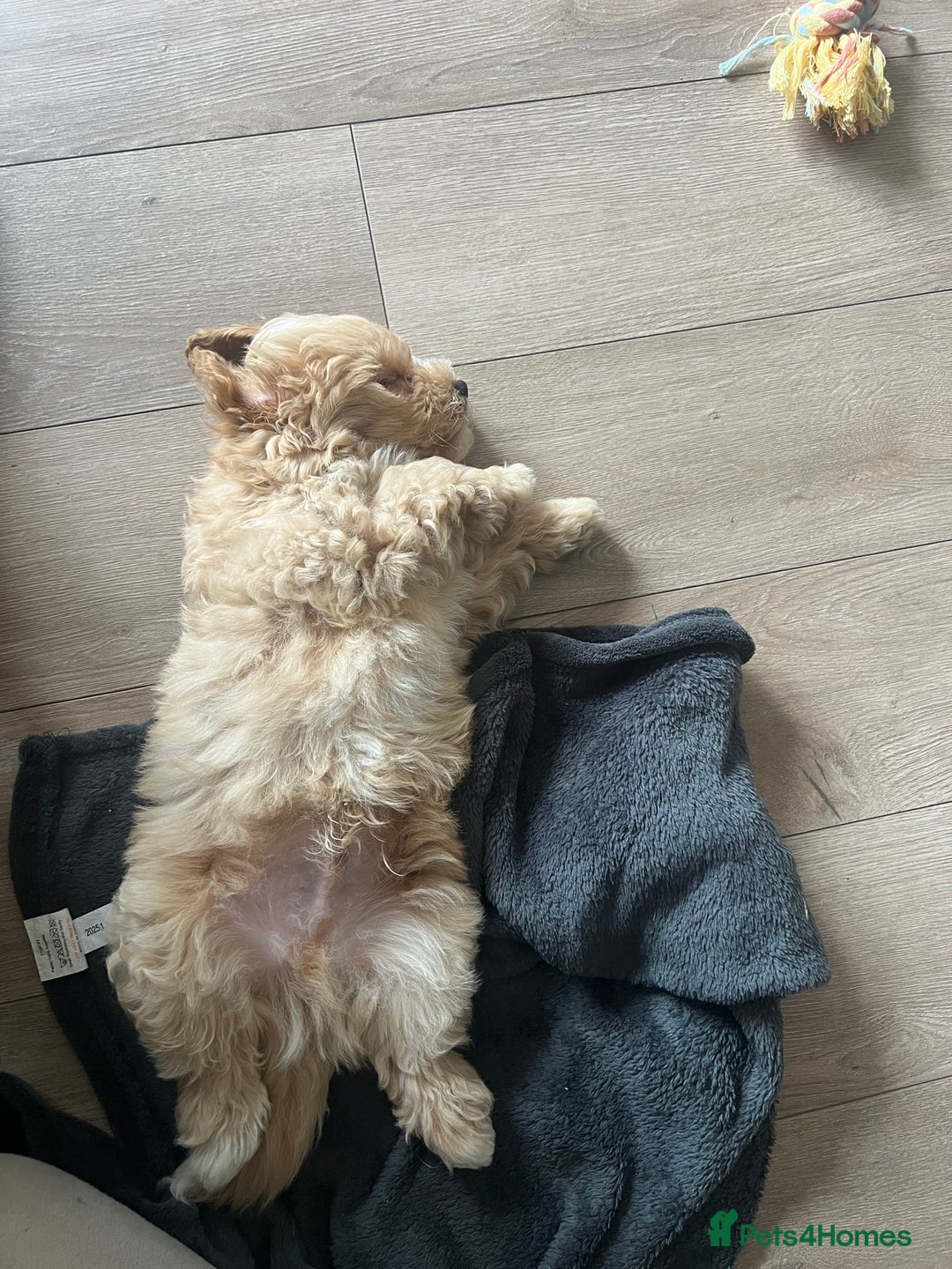 Maltipoo dogs for sale: 10-Week Maltipoo - Image 1