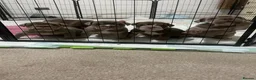 English Bulldog dogs for sale: KC Registered English Bulldog Puppies in Glasgow - Advert 4