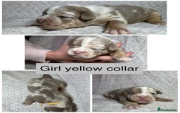 Old Tyme Bulldog dogs for sale: beautiful olde tyme bulldog puppies  - Advert 6