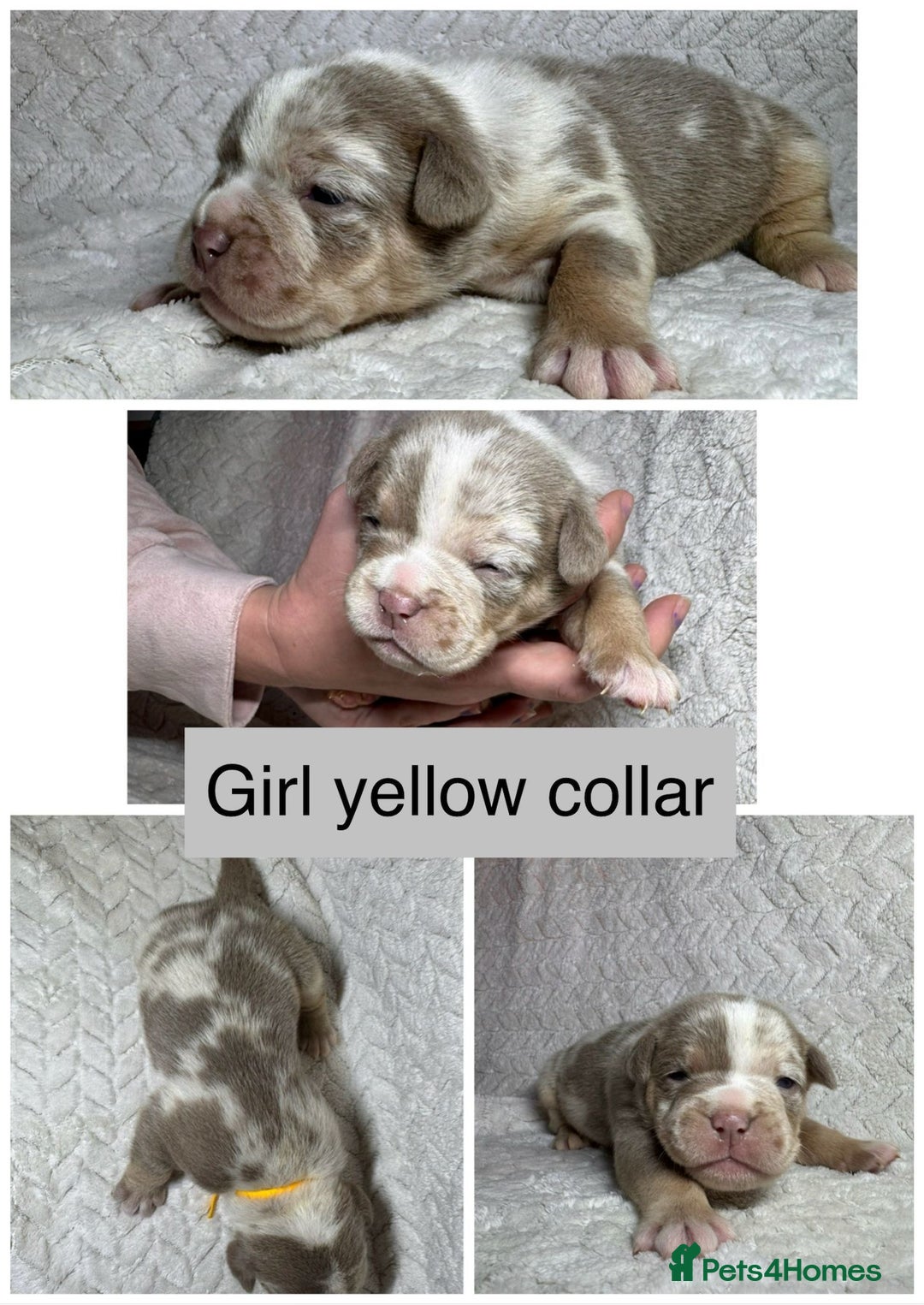 Old Tyme Bulldog dogs for sale: beautiful olde tyme bulldog puppies  - Advert 6