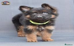 German Shepherd dogs for sale: 🤩💥READY NOW 🤩💥German shepherd puppies  - Image 9