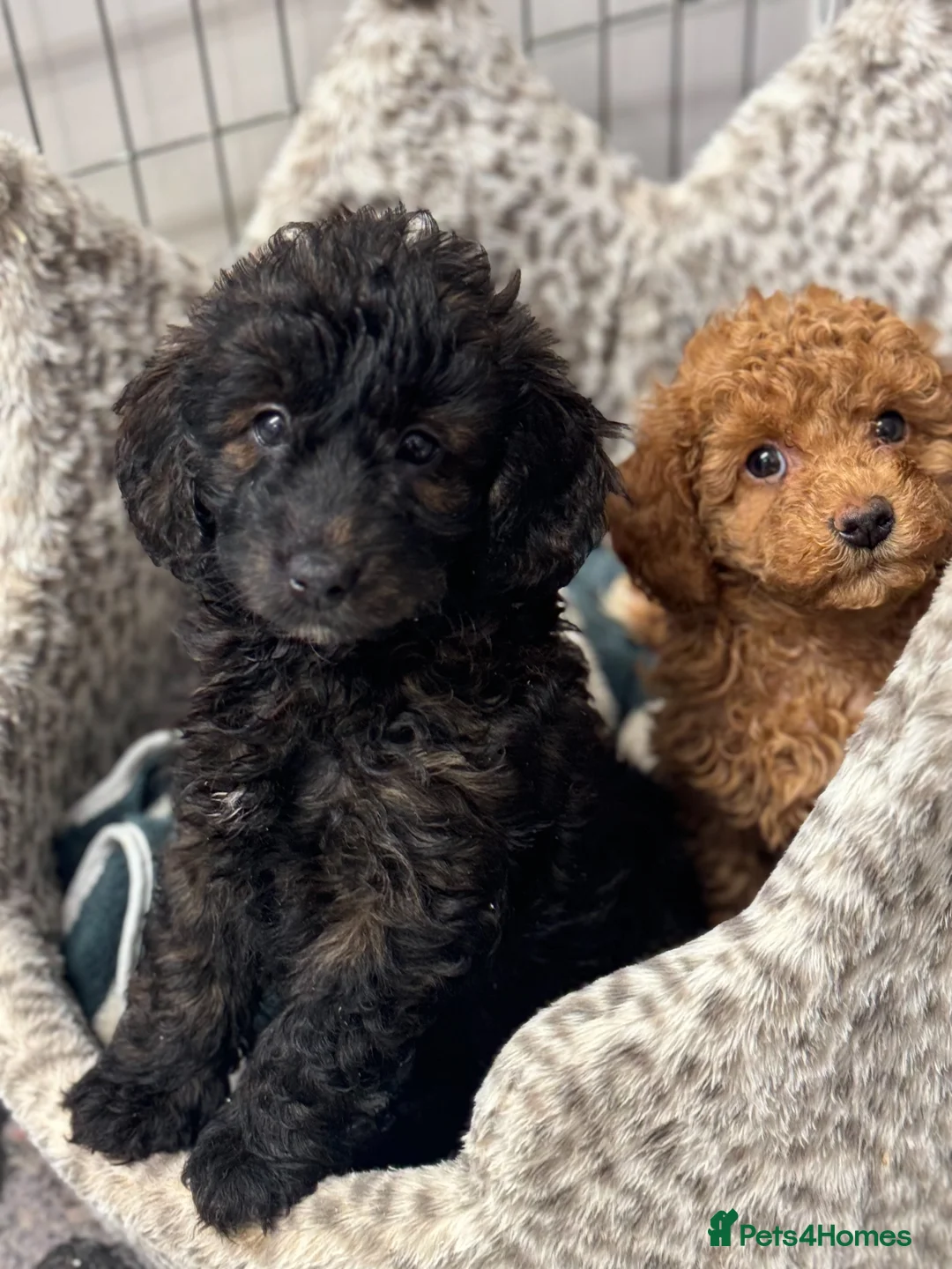 Doxiepoo dogs for sale: READY TO GO IN 4 DAYS!! Stunning F1b toy poodles  - Advert 12