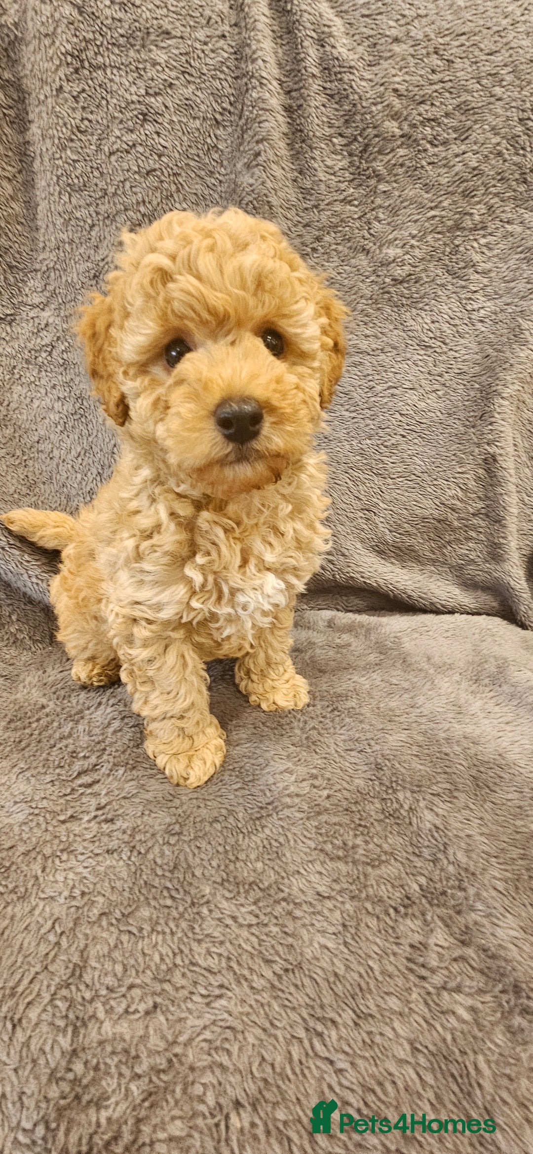 Toy Poodle dogs for sale: Beautiful Toy Poodle Puppies - Advert 1