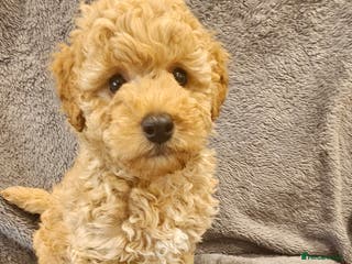 Toy Poodle dogs Beautiful Toy Poodle Puppies - Advert 5