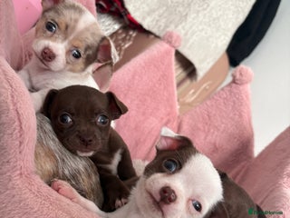 Chihuahua dogs 💕Stunning smooth coat choc chihuahua girl💕 - Advert 2