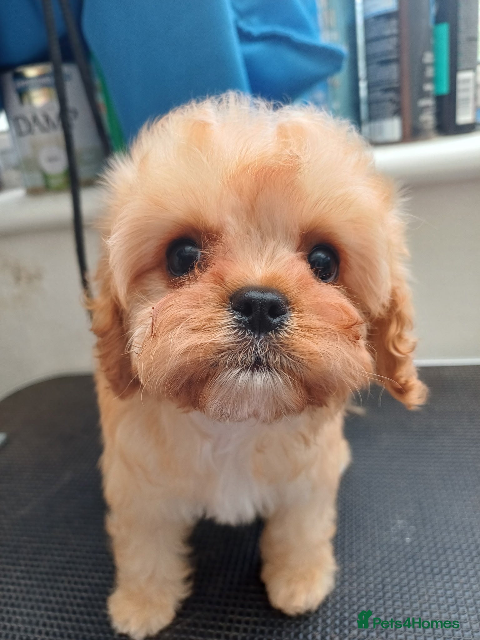 Cavapoo Puppy 2