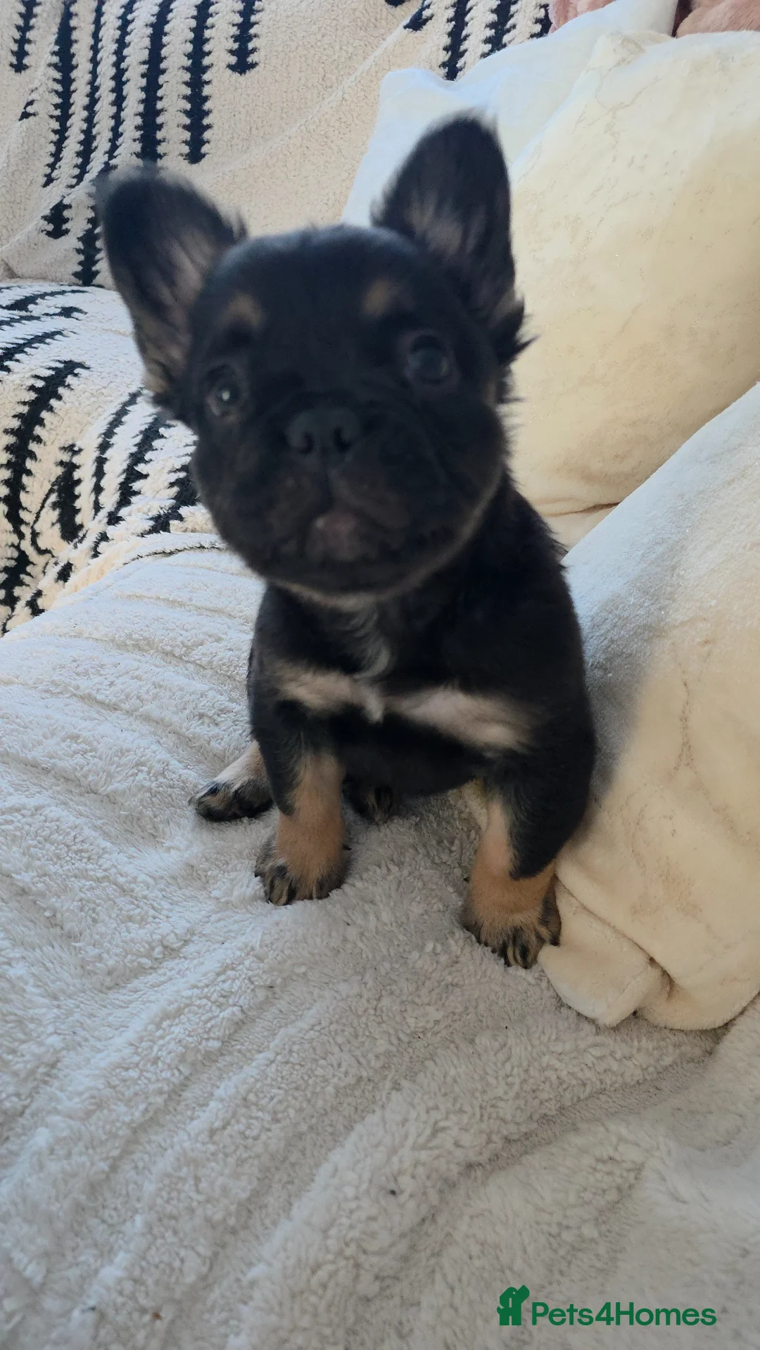 French Bulldog dogs for sale: FLUFFY FRENCHIE READY  - Advert 2