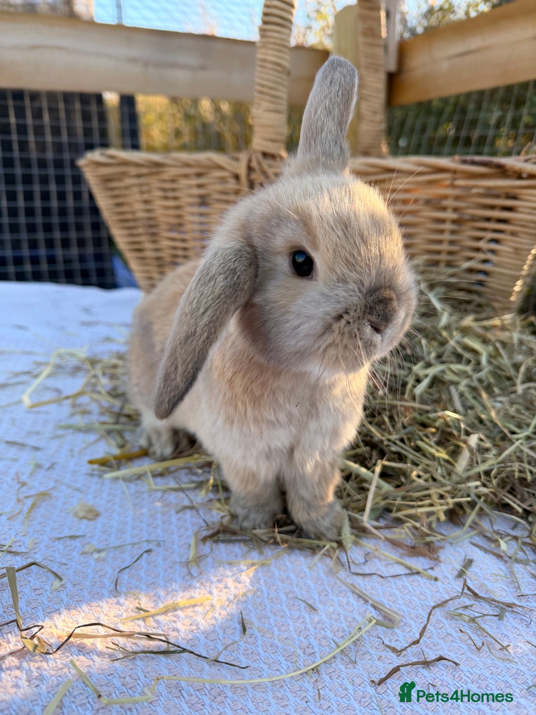 Mini Lop rabbits for sale: Mini Lop bunnies  - Advert 30