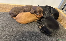 Cocker Spaniel dogs for sale: KC reg cocker spaniel pups  - Image 17