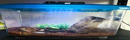 Snails invertebrates for sale: Albino Tiger Stripe Giant Snails & Full Setup - Advert 3