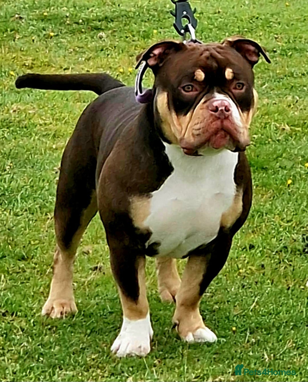 American Bully dogs for stud: Pocket bully stud  - Image 4