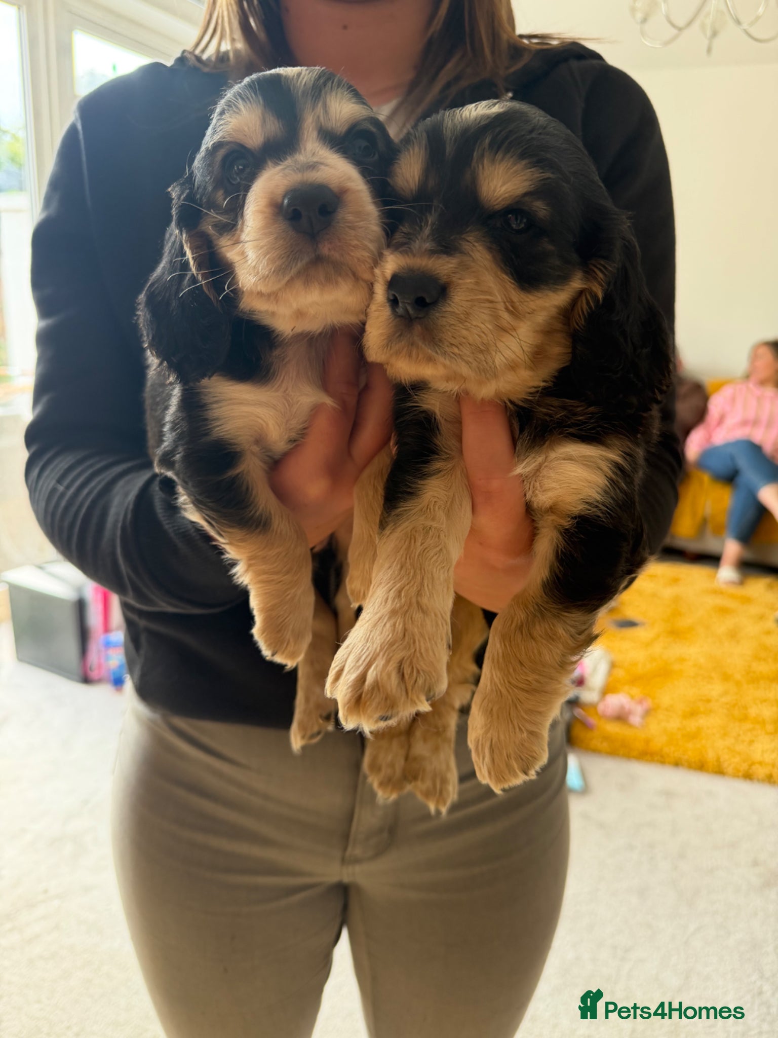 Cocker Spaniel dogs Show cocker spaniel puppies selling fast - Advert 11