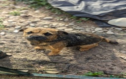 Mixed Breed dogs for sale: Border x Bedlington Female  - Image 7