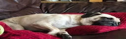 Pug dogs for sale: Three year old female pug called Ruby - Advert 8