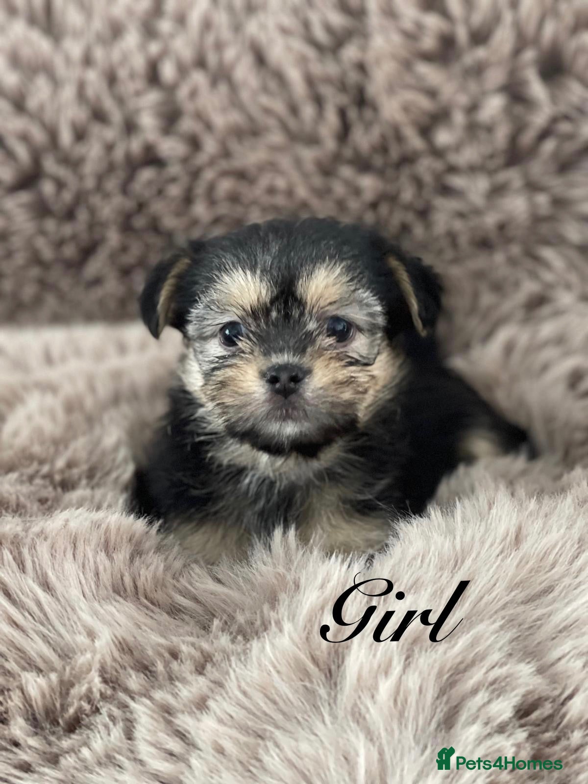 Shorkie dogs Gorgeous Shorkie Puppies Vaccinated &Microchipped  - Advert 2