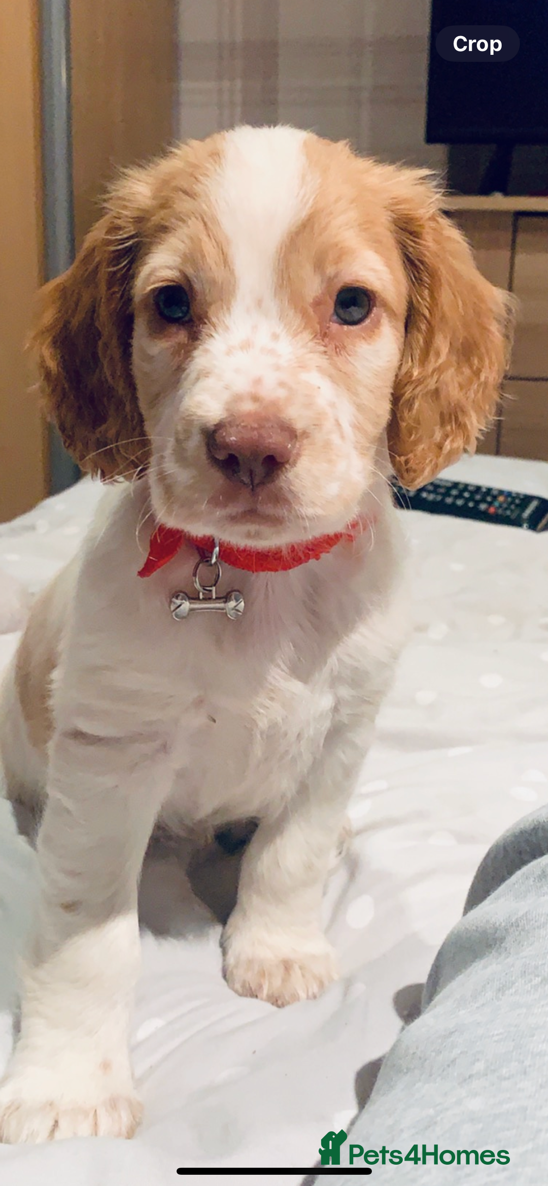 Cocker Spaniel dogs for stud: Playful Working cocker spaniel stud - Advert 4