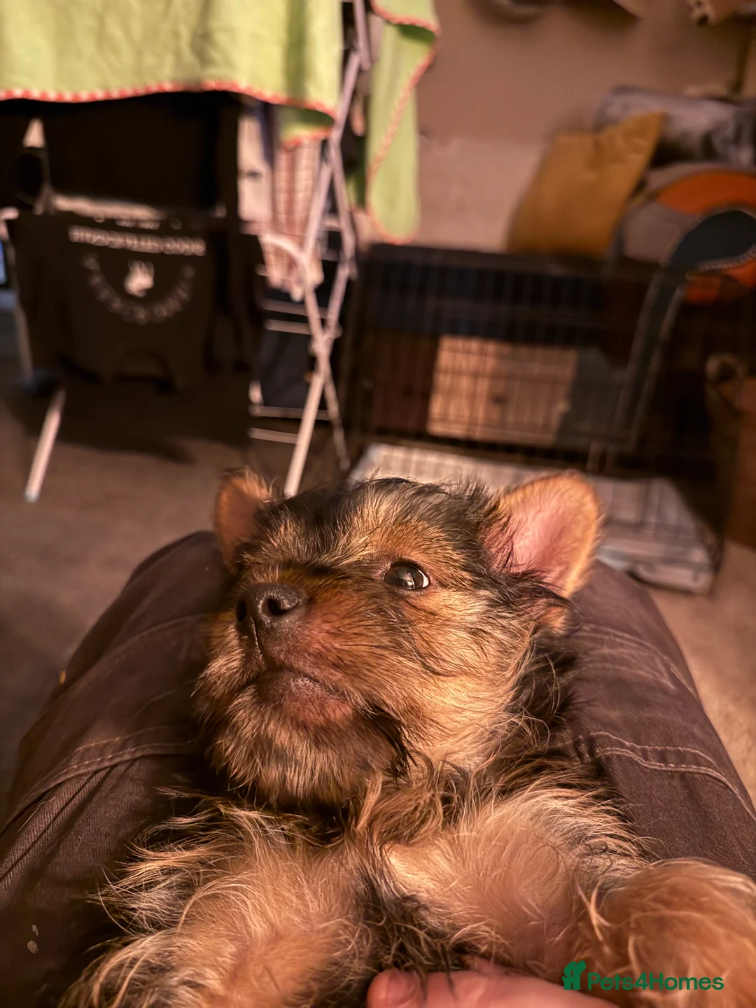 Yorkshire Terrier dogs for sale: Yorkshire terrier  - Advert 1
