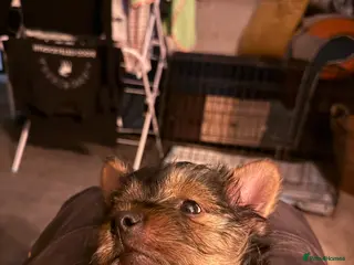 Yorkshire Terrier dogs Yorkshire terrier - Advert 1