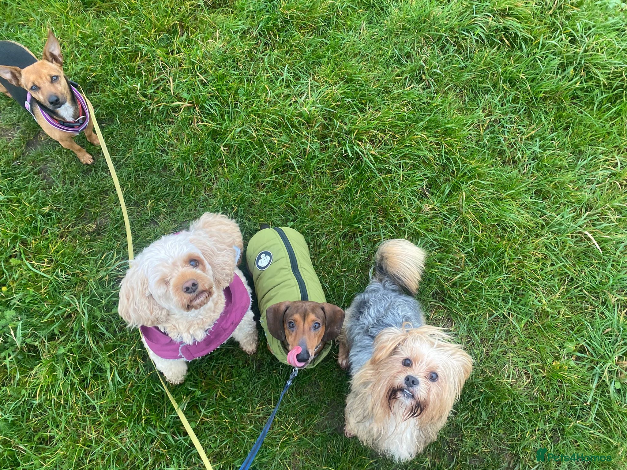 Mixed Breed dogs Puppies  - Advert 3