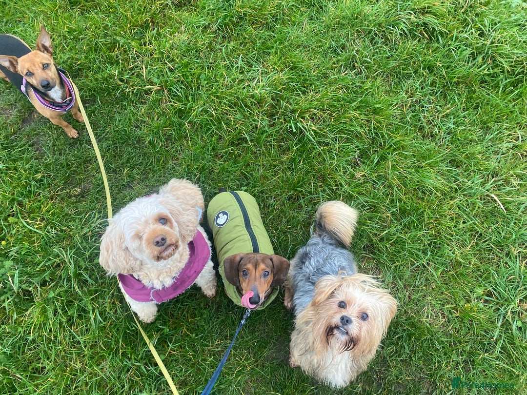 Mixed Breed dogs for sale: Puppies  - Advert 1