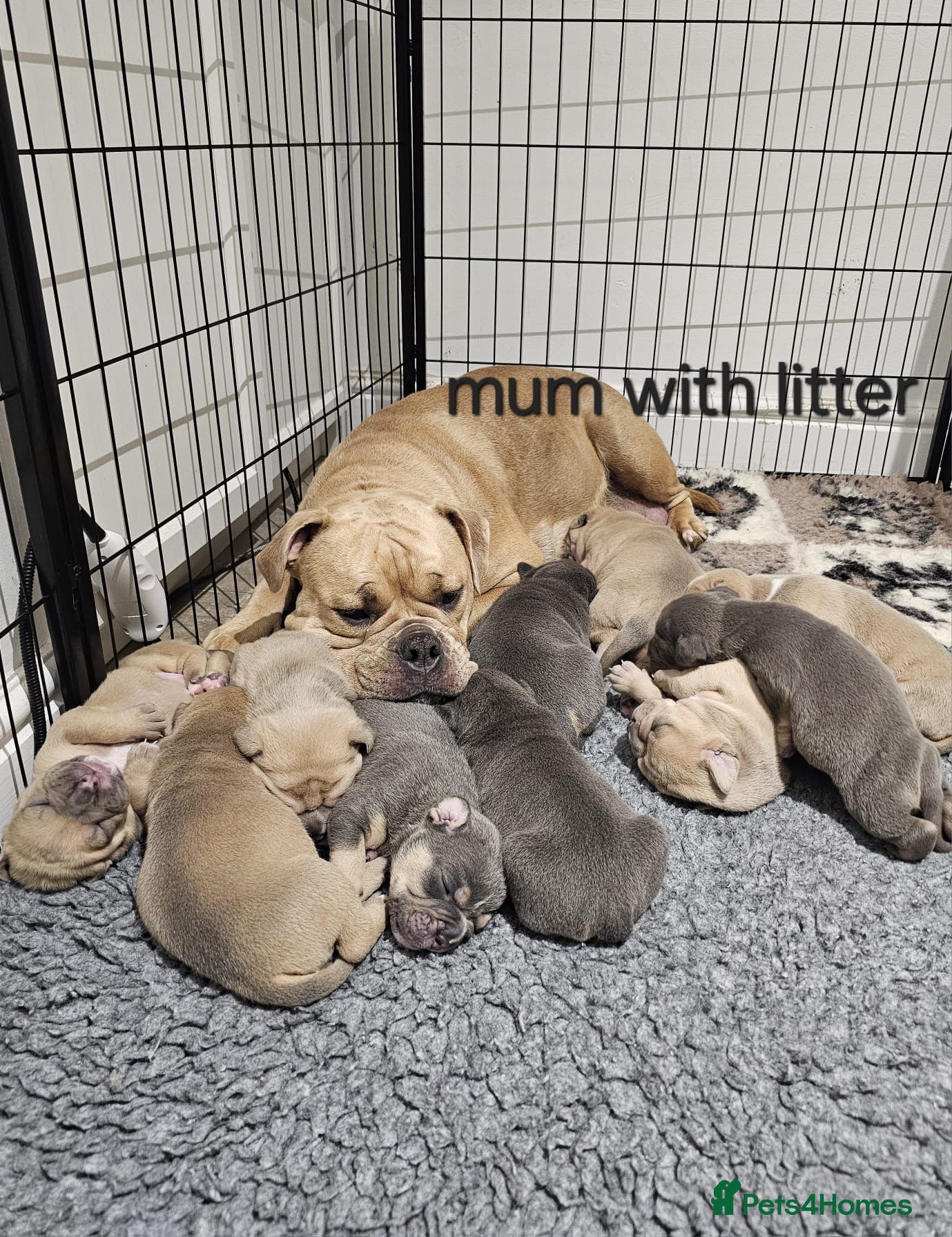 Olde English Bulldogge dogs Last female!!! Beautiful olde English bulldogge - Advert 14