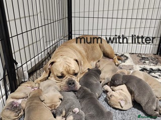 Olde English Bulldogge dogs Last female!!! Beautiful olde English bulldogge - Advert 14