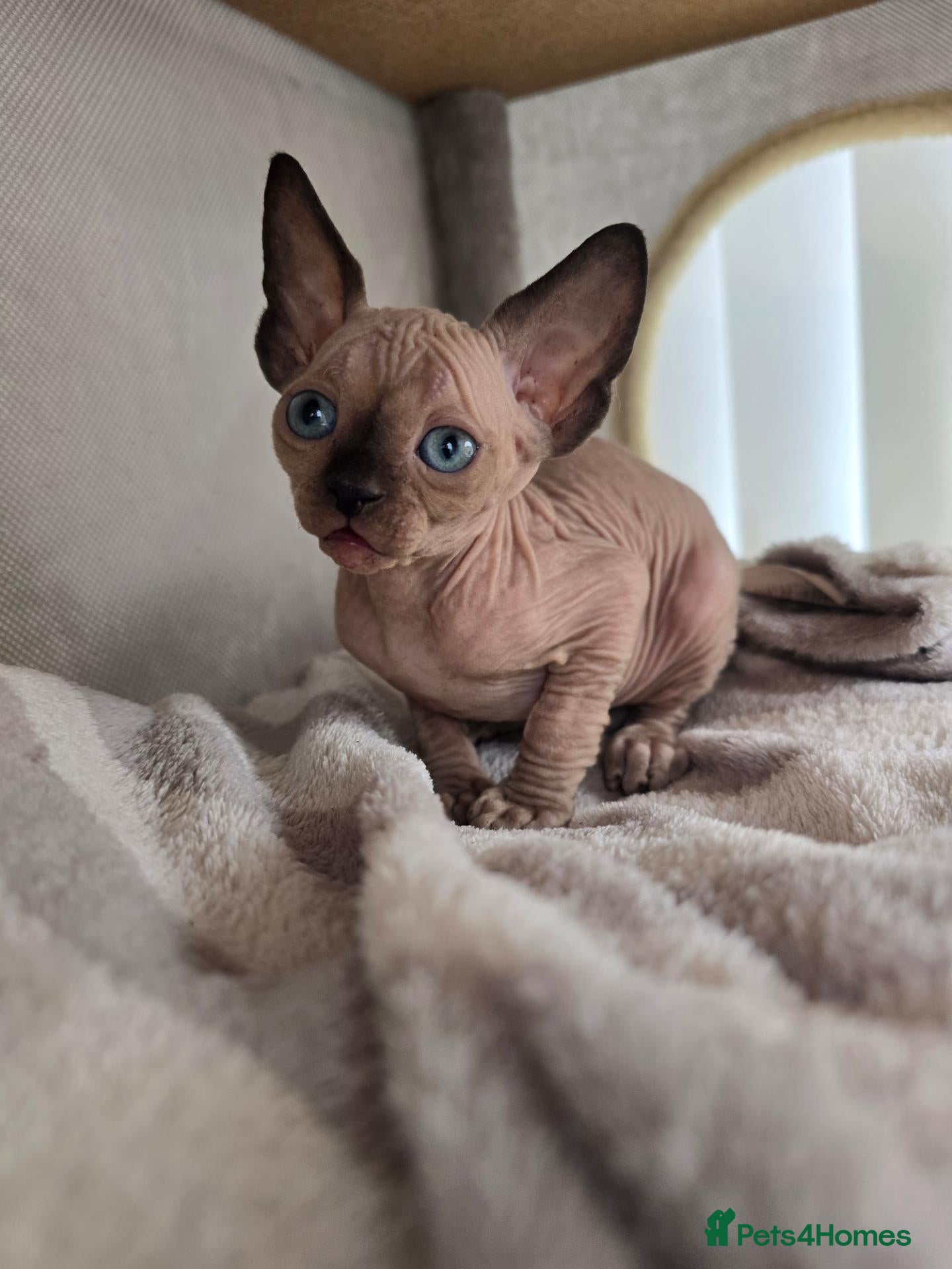 Sphynx cats SPHYNX KITTENS♂️ TICA REG & HEALTH TESTED - Advert 2