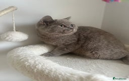British Shorthair cats for sale: GCCF Registered Lilac British Shorthair Boy - Image 12
