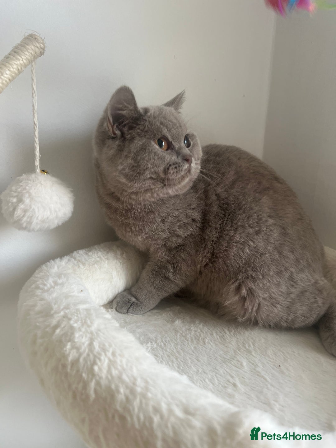 British Shorthair cats for sale: GCCF Registered Lilac British Shorthair Boy - Image 12