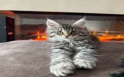 Maine Coon cats for sale: XL Russian Cubs 🇷🇺 ❤️ - Image 15