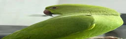 Ringnecks birds for sale: Indian ringnecks in Wirral - Advert 4