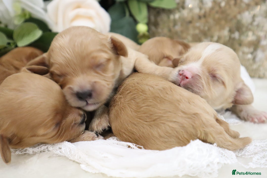 Cavapoo dogs for sale: *HEALTH TESTED* CAVAPOO PUPPIES - Image 16