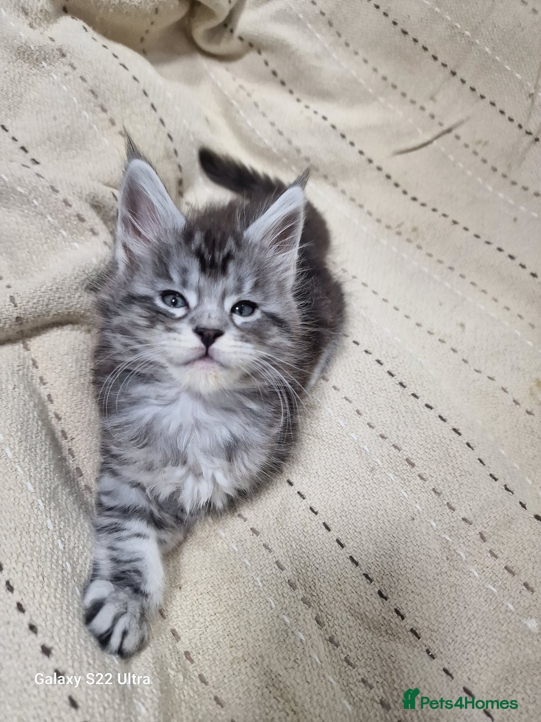 Maine Coon cats for sale: Pure Makne coon - Advert 24