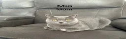 British Shorthair cats for sale: British shorthair kittens “READY NOW” - Advert 9