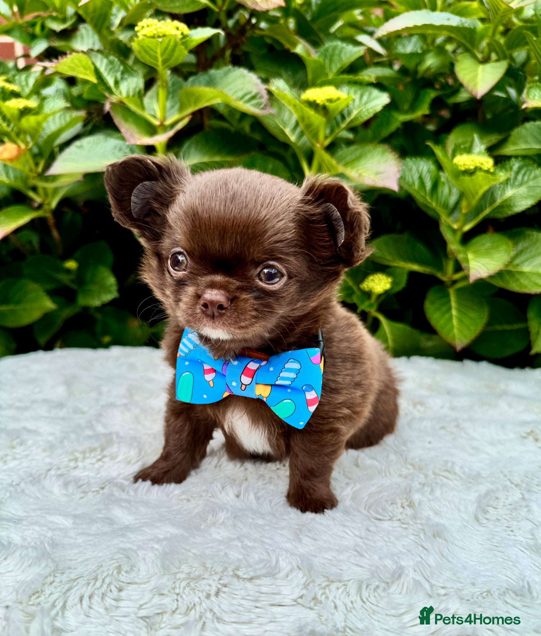 Chihuahua dogs 💙🤎 Unique KC LC Choco Chihuahuas, 2 Boys 🤎💙 - Advert 2