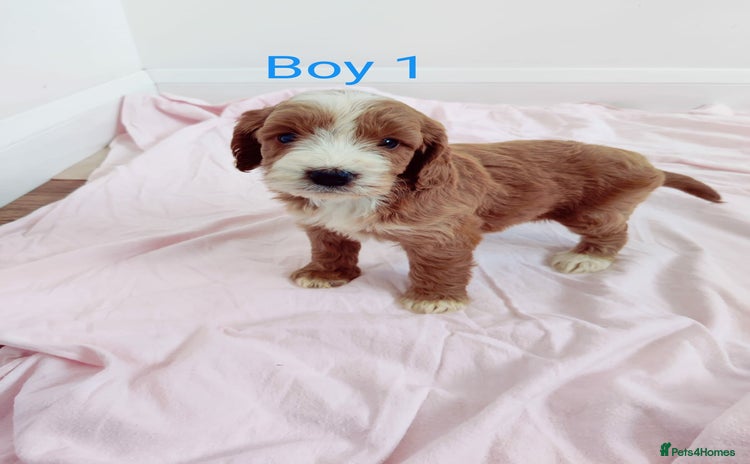 Cockapoo dogs - Advert 1
