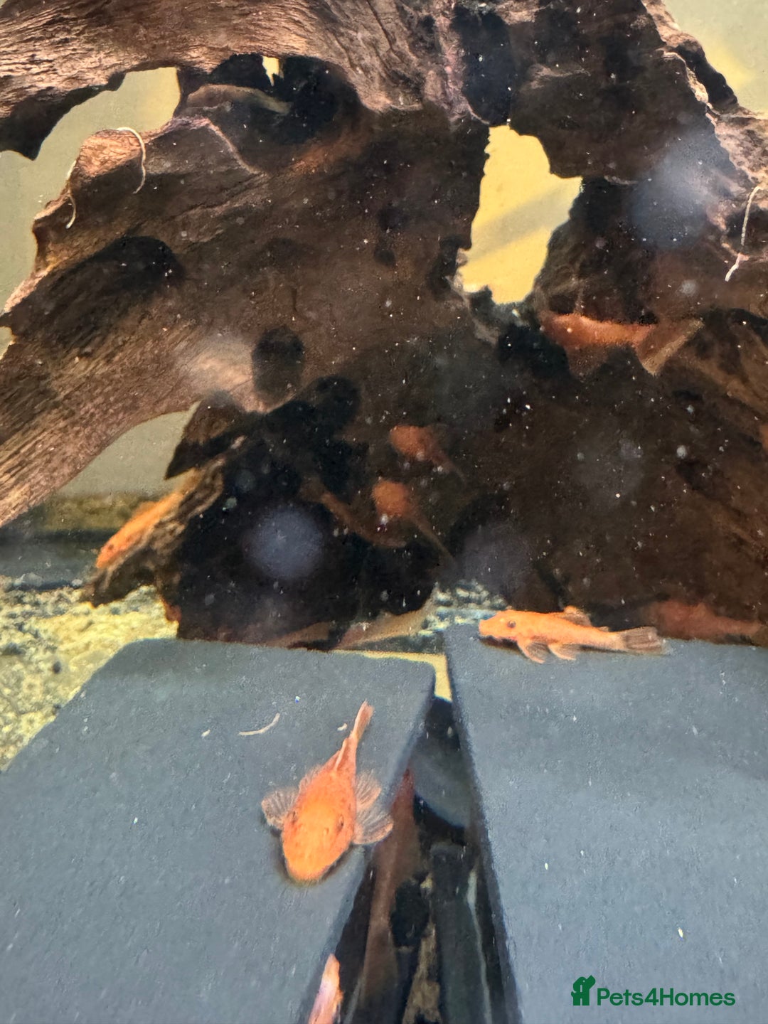 Plecos fish for sale: Super red bristle nose pleco - Image 3