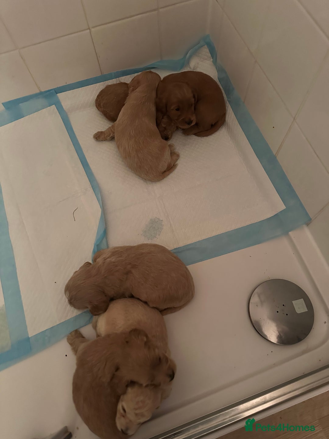 Cockapoo dogs for sale: Brown beautiful cockapoo puppies for sale! - Advert 5