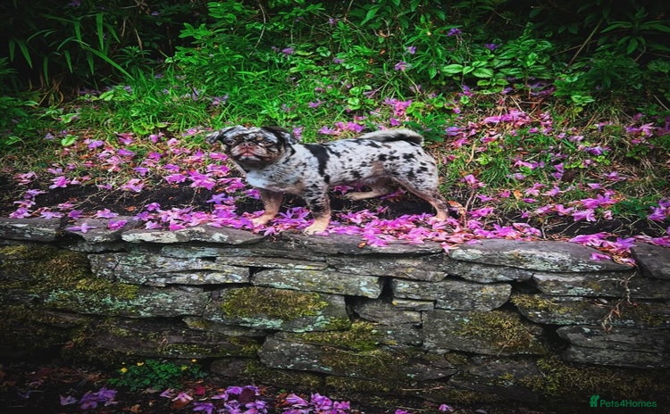 Pug dogs - Advert 5