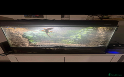 Gecko reptiles for sale: Male crested gecko and full setup  - Image 1