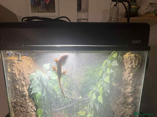 Gecko reptiles - Advert 8