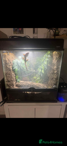 Gecko reptiles - Advert 2