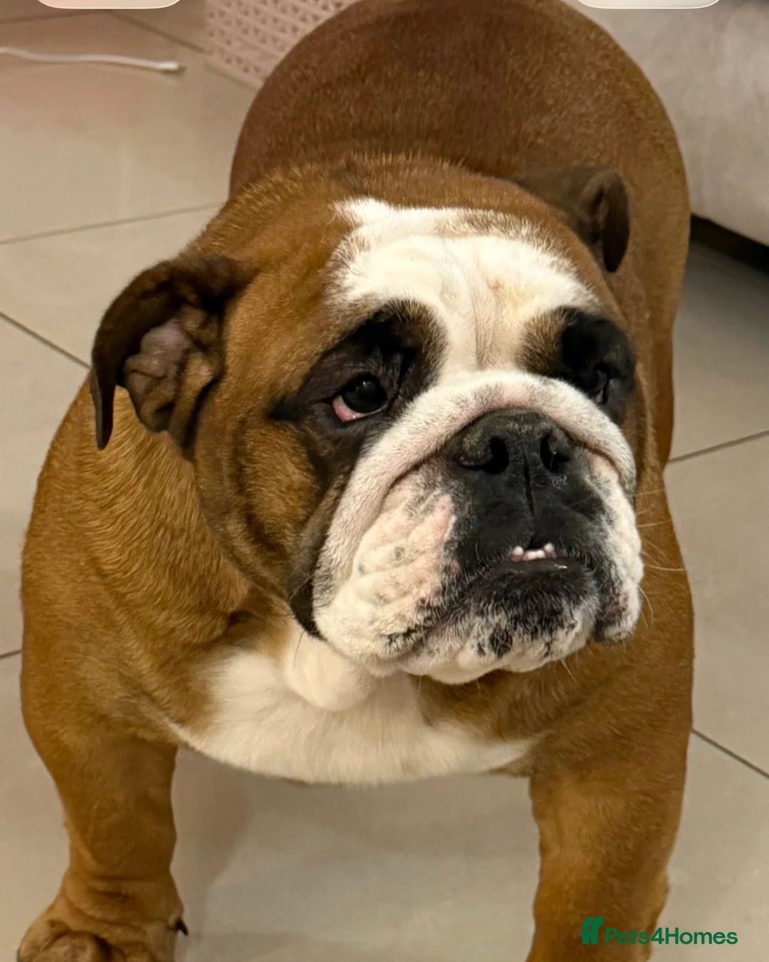 English Bulldog dogs for sale: BULLDOG BITCH FOR SALE - Advert 1