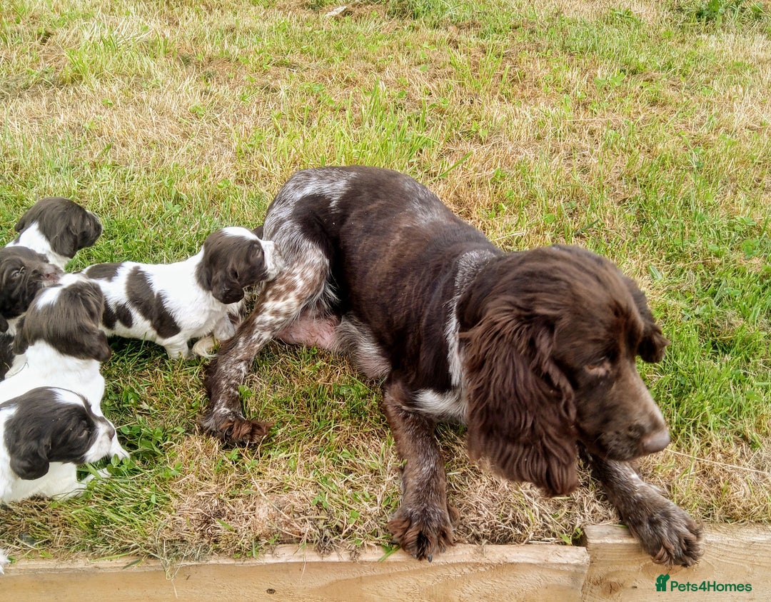 Sprocker dogs for sale: Beautiful f2 sprockers - Image 32