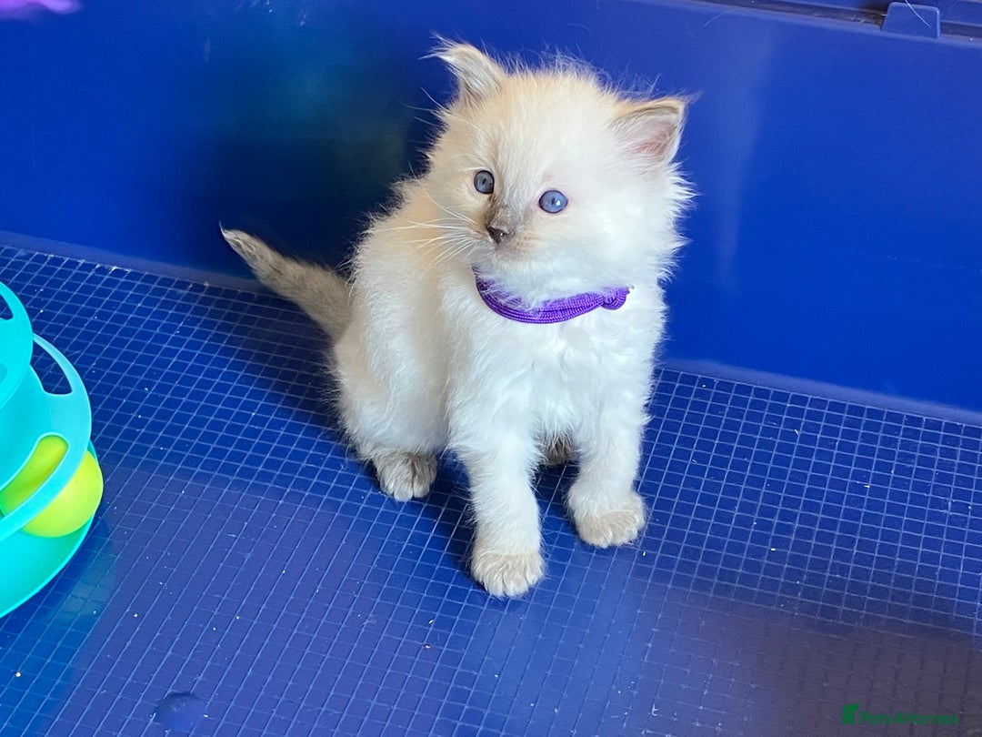 Ragdoll cats for sale: GCCF registered ChampionBloodline 5GENpedigree BSH - Image 9