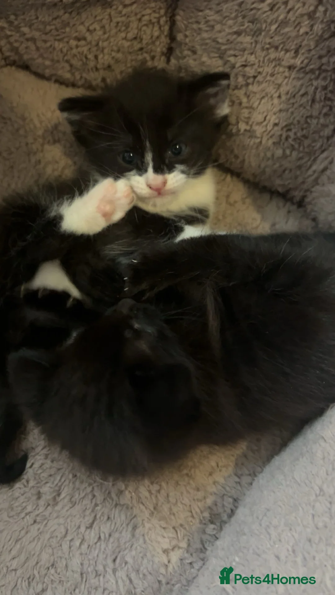 Mixed Breed cats for sale: 2 stunning girls ❤️ in Airdrie - Advert 2