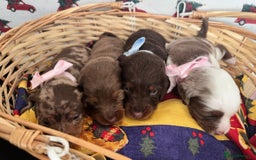 Dachshund dogs for sale: Dachshund  - Advert 7